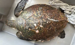 Une tortue imbriquĂ©e secourue grĂące Ă la vigilance de pĂȘcheurs Ă la Pointe au Sel