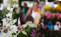 salon Flore et halle