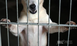 chien en fourrière