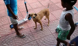chiens 