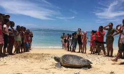 Journée des tortues marines 2018 Kélonia