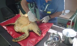 Miti, de nouveau blessée par des hameçons