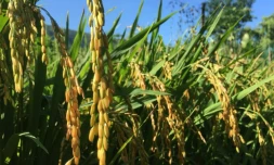 Une visite autour du riz à Saint-Paul