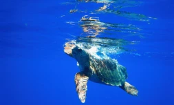 India est la premiĂšre tortue caouanne a rejoindre les cĂŽtes du Pakistan