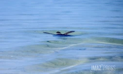 L'Hermitage : après quatre mois de convalescence, la tortue Epoi retrouve l'océan [?]