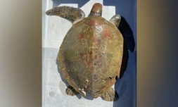 Kélonia : la jeune tortue Swan n'a pas survécu à ses blessures