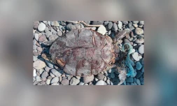 Le Port : une tortue retrouvé morte sur les galets, enchevêtrée dans un filet de pêche