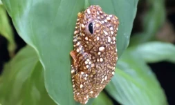 Photo d'une jeune grenouille volante de Wallacenon au zoo Tiergarten Schoenbrunn à Vienne, en Autriche. Image distribuée par le Tiergarten Schoenbrunn le 12 octobre 2023 ( Tiergarten Schönbrunn / Samantha CLOER )