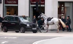 Londres : des chevaux en cavale sèment la panique et font plusieurs blessés [?]
