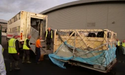 les vaches de métropoles débarquent à la Réunion juin 2022