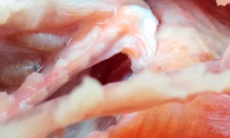 poissons congelés