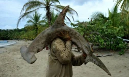 Le déclin des populations de requins laisse un "trou croissant" dans la vie océanique 