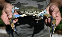 Un pĂȘcheur tient un crabe bleu dans la lagune de Scardovari, au sud de Venise, le 11 aoĂ»t 2023 ( AFP / Piero CRUCIATTI )