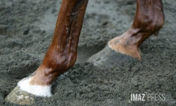 cheval 