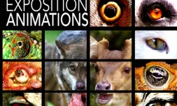 exposition bras fusil