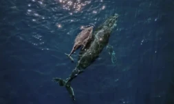 Les baleines chantent grĂące Ă un systĂšme unique dans leur larynx, fonctionnant sur un principe similaire Ă celui des mammifĂšres terrestres comme l'Homme ( AFP / CARL DE SOUZA )