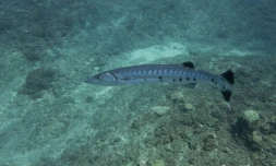 barracuda centre sécurité requin