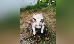 Errance animal à La Réunion