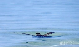 L'Hermitage : après quatre mois de convalescence, la tortue Epoi retrouve l'océan [?]
