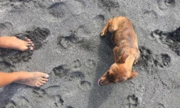 Un animal sauvé à la Pointe du Diable. (Photo Na Nah)