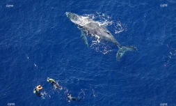 baleines