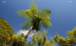météo réunion 