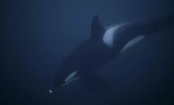 Sur 5.000 espÚces de mammifÚres, la ménopause concerne seulement la femme et cinq espÚces de cétacés à dents, dont les orques (l'animal sur cette photo) et les narvals ( AFP / Olivier MORIN )