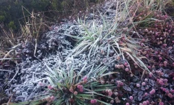Gelées blanches au Volcan 