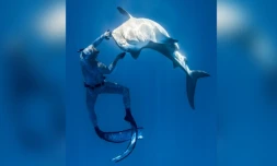 Polynésie: l'apnéiste Pierrick Seybald endort les requins tigre