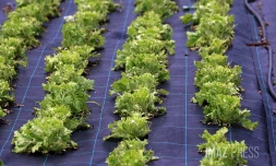 dégats agriculture aprés le passage de Belal