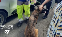 Police : des animaux laissés pour compte secourus dans un squat de Montgaillard