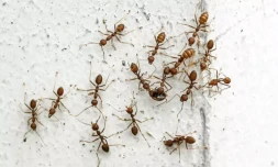 Loin d'ĂȘtre un groupe homogĂšne de bons petits soldats ou ouvriĂšres, les colonies de fourmis montrent une variĂ©tĂ© de comportements ( AFP / Roslan RAHMAN )