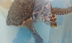 La jeune tortue imbriquée Han Solo, secourue au Cap Lahoussaye, va être relâchée dans l'océan