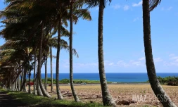 paysages cocotiers 