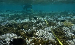 blanchissement des coraux 