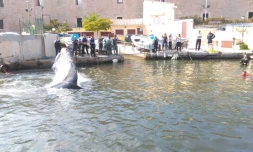 Baleine dans le Port de Marseille