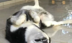  Saint-Louis : appel à l’aide pour retrouver Pati, un chien tombé d’une falaise aux Makes
