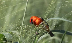 illustrations photos 