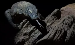 Le dragon de Komodo peut atteindre trois mètres de long et peser jusqu'à 90 kg ( AFP / JORGE GUERRERO )