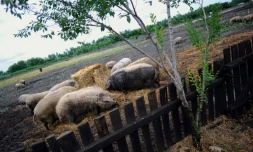 Des cochons laineux à Tetetlen, en Hongrie, le 16 juin 2018