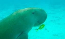 dugong mayotte
