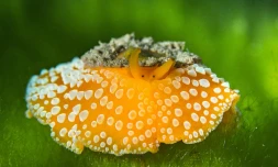 Photographe amateur photo sous-marine poissons baleines
