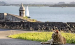 Chat errant à San Juan, Porto Rico, le 3 avril 2024 ( AFP / Ricardo ARDUENGO )