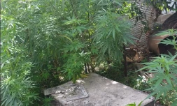 Lutte contre les stupéfiants : 37 pieds de cannabis ont été découverts à l’Entre-Deux