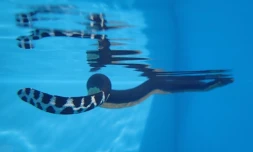 Serpent de mer / Kéloina