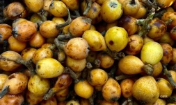Fruits et légumes
