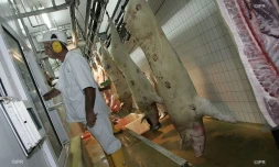 Abattoir 