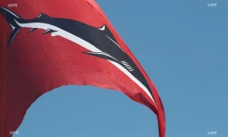 drapeau requin