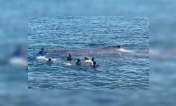 Grande Comore : sauvetage d'un baleineau échoué au port de Moroni