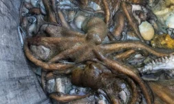 Des poulpes sont rassemblés dans un sac à bord du Marc'h Mor, au large de l'île Molène, dans le Finistère, le 7 mai 2026 ( AFP / Fred TANNEAU )